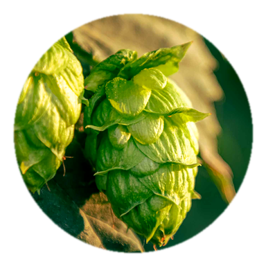 Hops