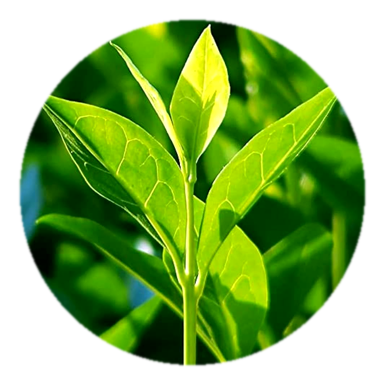 L-Theanine