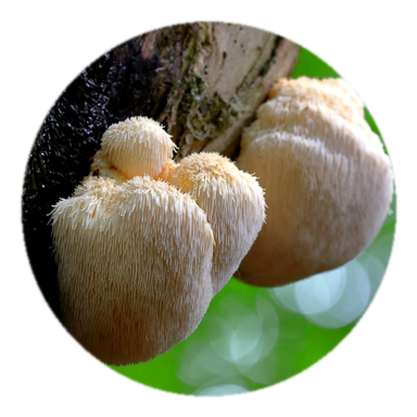 Lion's Mane
